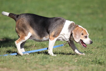 Beagle