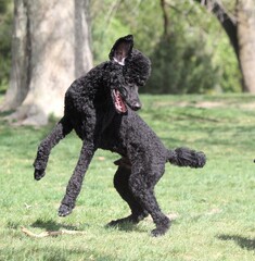 black poodle