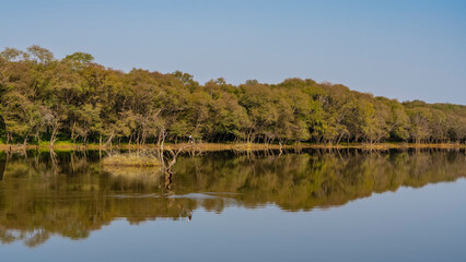 A calm lake in the jungle. There are thickets of lush trees on the shore. Blue sky. Birds are sitting on a picturesque snag in the water. Mirror image on a smooth surface. India. Ranthambore Park
