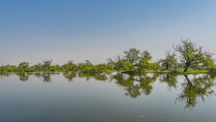 Obraz na płótnie Canvas Sprawling trees and green grass grow on the shore of a calm lake. Blue sky. A mirror image in the water. Copy space. India. Keoladeo Bird Sanctuary. Bharatpur