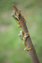 couple green frog