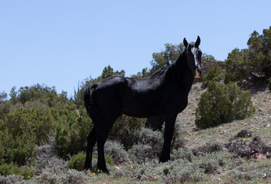 Wild horse - Black stallion with blaze on a mineral lick desert ridge in the western United States