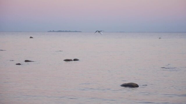 A seagull flies at dusk against the backdrop of the sea
