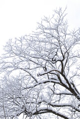 tree in snow