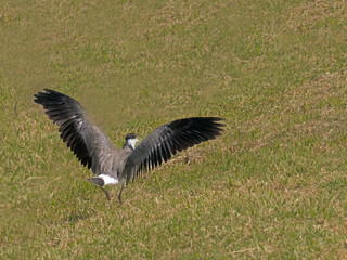Plover Open Wings
