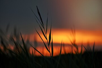 Naklejka na ściany i meble Evening sunset through thick grass on meadow, beautiful orange sky landscape, twilight background