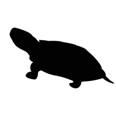 turtle icon vector