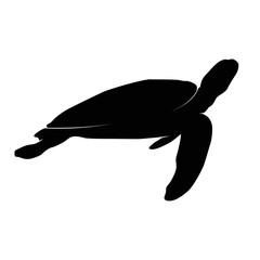 turtle icon vector