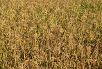 Natural background of gold rice fields, organic farms, and agriculture in Thailand. Ripe rice fields ready for harvest.