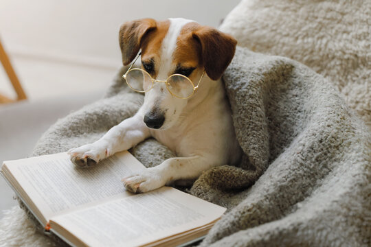 Smart dog with glasses is resting with a book in a cozy armchair in the evening.