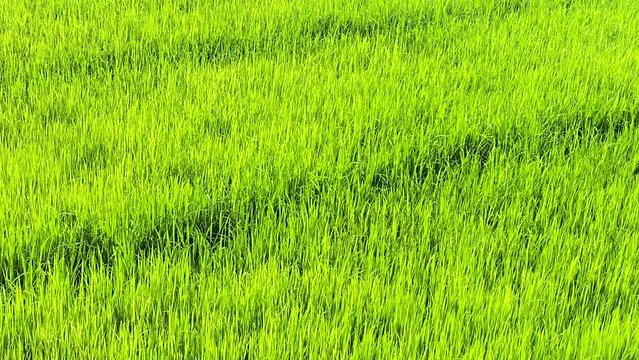 Establisher pan of rice lush green grass cultivation field, high angle, day