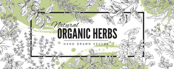 Decorative banner with hand drawn natural organic herbs sketch style - obrazy, fototapety, plakaty