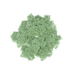 group of trees, top view, isolated on white background, 3D illustration, cg render

