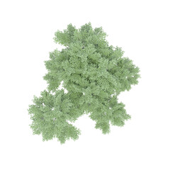 group of trees, top view, isolated on white background, 3D illustration, cg render
