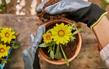 Gardening, flower and pot plant with woman hands holding dirt or soil planting yellow treasure...