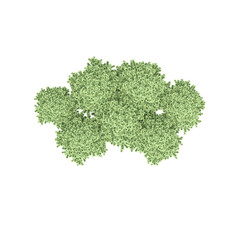 group of trees, top view, isolated on white background, 3D illustration, cg render
