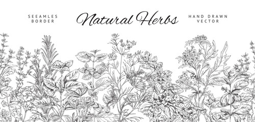 Seamless border with natural cooking herbs sketch vector illustration isolated. © sabelskaya