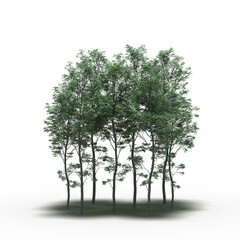 group of trees with a shadow under it, isolated on a transparent background, 3D illustration, cg render
