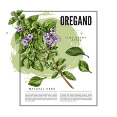 Italian oregano decorative background with square frame, vector illustration.