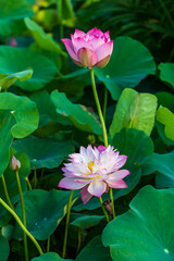 Purple lotus close-up in summer