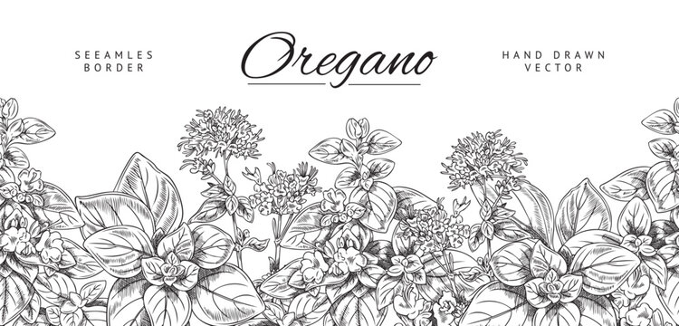 Oregano hand drawn seamless border sketch vector illustration isolated.