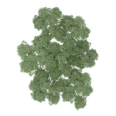 group of trees, top view, isolate on a transparent background, 3d illustration
