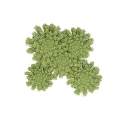 group of trees, top view, isolate on a transparent background, 3d illustration
