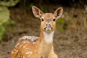 deer in the forest