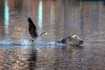 Water bird Cormorant diving, eating fish, fighting, flying, two