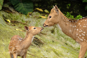 deer in the forest