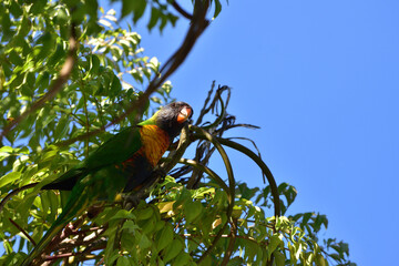 Lorikeet feeding in the tree