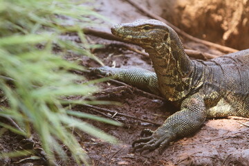 lizard on the grass