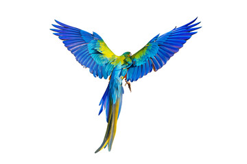 Colorful feathers on the back of macaw parrot isolated on transparent background png file	