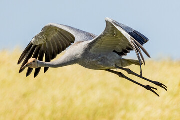 Brolga Crane in Victoria Australia