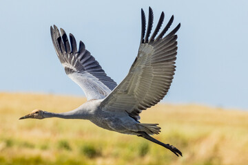 Brolga Crane in Victoria Australia
