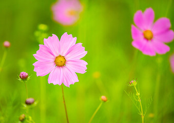 Beautiful cosmos  flower in the field, outdoor  Chiangmai Thailand