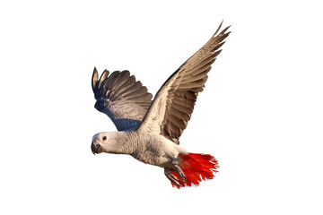 African gray parrot flying isolated on transparent background.