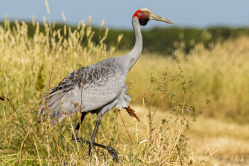 Fototapeta premium Brolga Crane in Victoria Australia