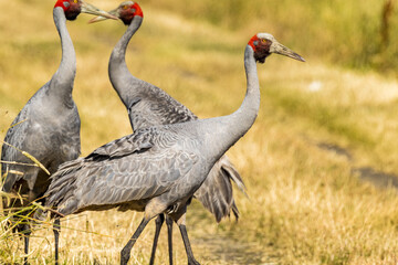 Obraz premium Brolga Crane in Victoria Australia