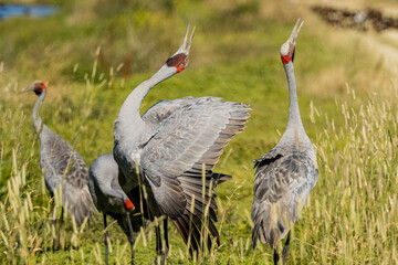 Brolga Crane in Victoria Australia