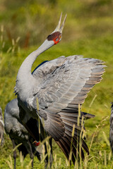 Brolga Crane in Victoria Australia