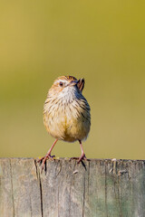 Striated Fieldwren in Victoria Australia