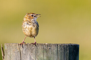 Striated Fieldwren in Victoria Australia