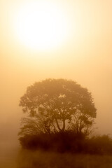 Fototapeta na wymiar Single tree on a lake at morning light