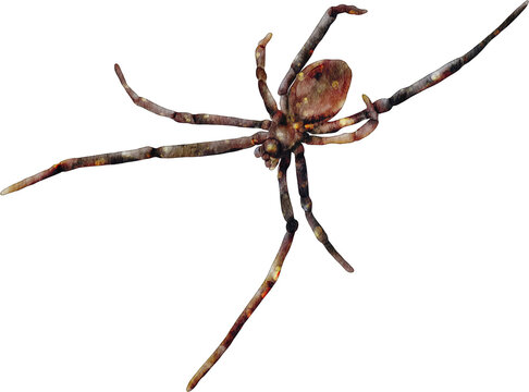 watercolor spider