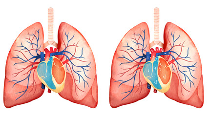 肺と心臓の血液循環の水彩風イラストセット