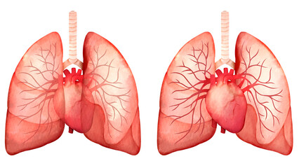 ヒトの肺と心臓、血管の水彩風イラストセット