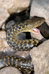 Snake (CHECKERED KEELBACK ) trying to eat catfish