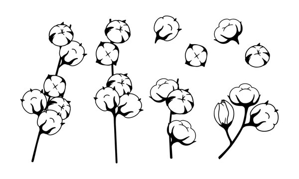 Cotton vector, cotton line art, sketch, fiber Vector Art Illustration