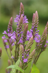 Fototapeta premium Closeup on a purple flowering blue vervain, Verbena hastata in the garden